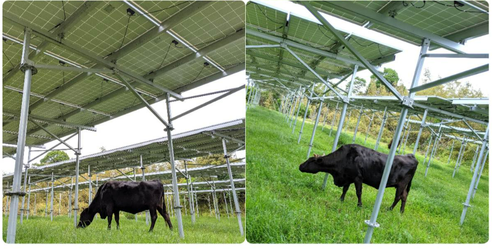 Solar Ground Mount System with Double Flange Tube Ground Screw